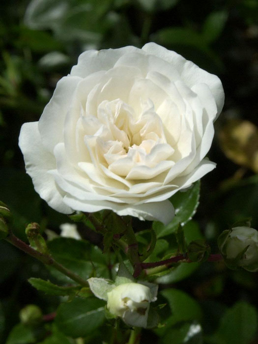 Blüte der Rose Sea Foam