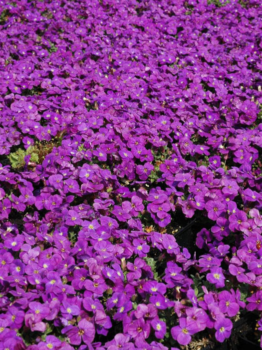 Aubrieta Hybride 'Kitty', Blaukissen