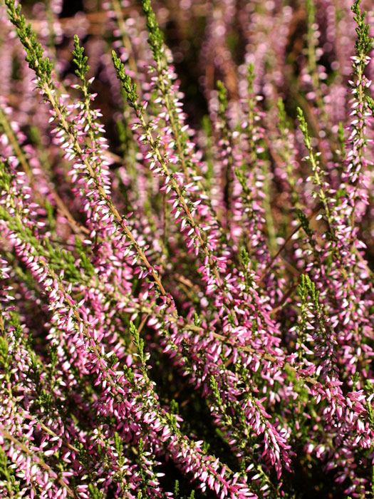 Blütenstände der Knospenheide 'Pink Alicia'