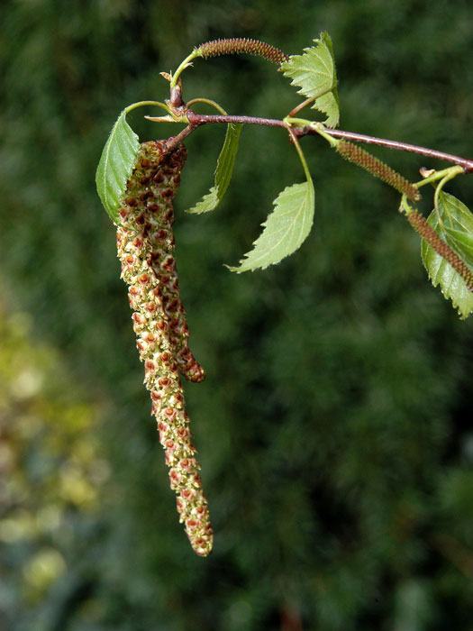 Betula pendula, Sandbirke, Weißbirke