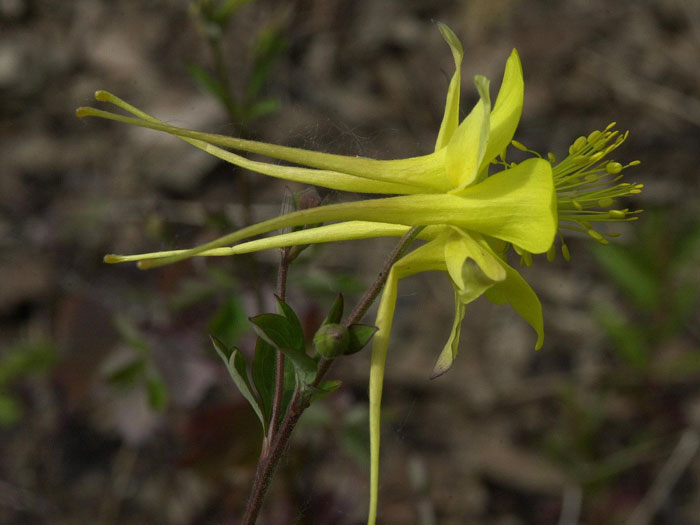 Aquilegia chrysantha 'Yellow Queen', Gelbe Akelei, langspornige Akelei