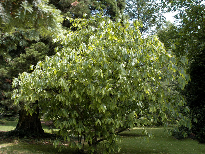 Indianerbanane (PauPau, PawPaw)