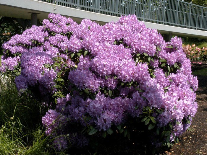 Rhododendron 'Catawbiense Grandiflorum'