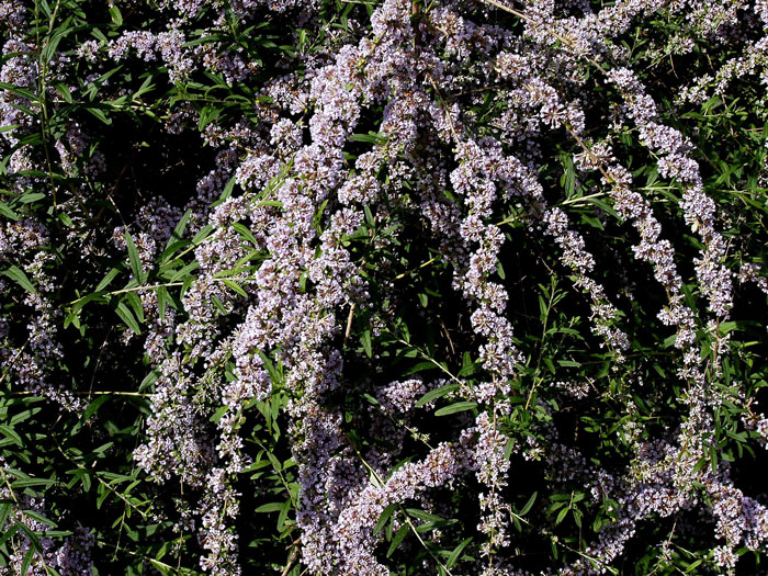 Hängende Triebe des Sommerflieders mit violetter Blüte