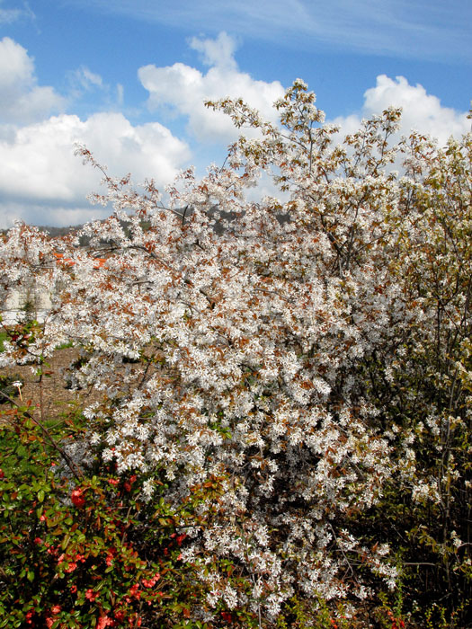 Hängende Felsenbirne in voller Blüte