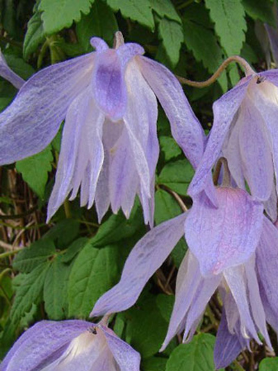 Die Blüte der Clematis 'Maidwell Hall'