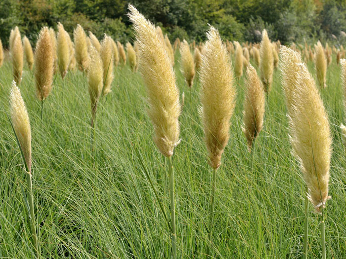 Cortaderia selloana 'Pumila', Kleines Pampasgras