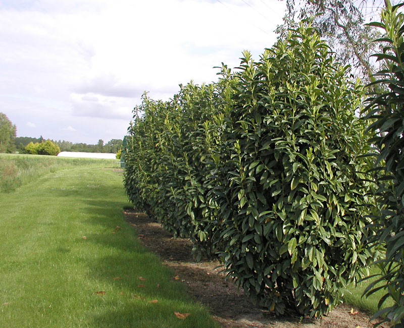 Prunus laurocerasus Genolia® 'Mariblon', Säulenförmiger Kirschlorbeer