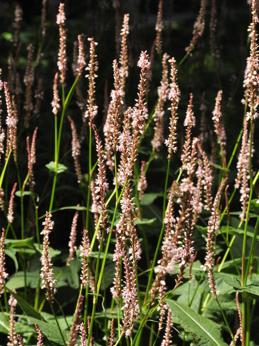 Bistorta (syn. Polygonum) amplexicaule 'Roseum' (syn. auch Persicaria), Kerzenknöterich, Wiesenknöterich