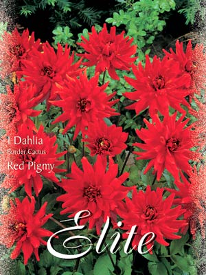 Beet-Dahlie 'Red Pigmy', Dahlia (Art.Nr. 520328)