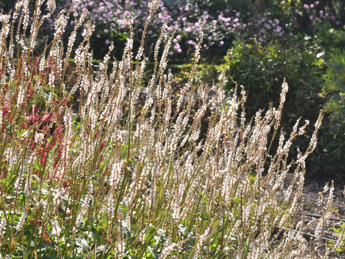 Bistorta (syn. Polygonum) amplexicaule 'Album' (syn. auch Persicaria), Kerzenknöterich, Wiesenknöterich