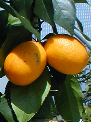 Citrus fortunella japonica Kumquat, Ei-Mandarine, Kumquat