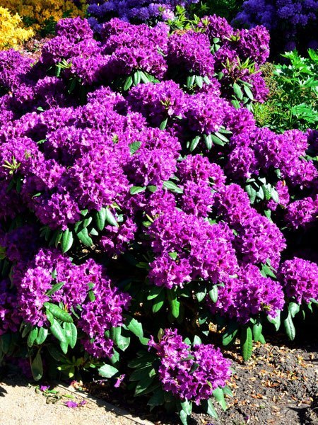 Rhododendron 'Azurro'