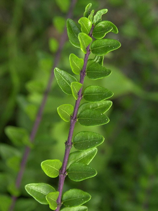 Heckenmyrte Maigrün Blatt