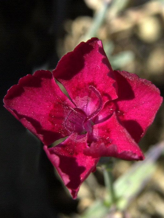 Dianthus gratianopolitanus (syn. caesius) 'Rubin', rote Pfingstnelke, Grenobler Nelke, Felsennelke