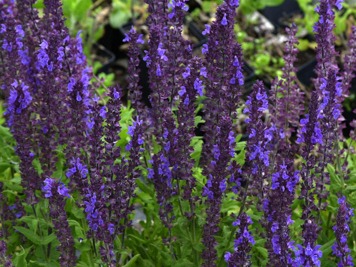 Bodendecker Salbei Blaukönign