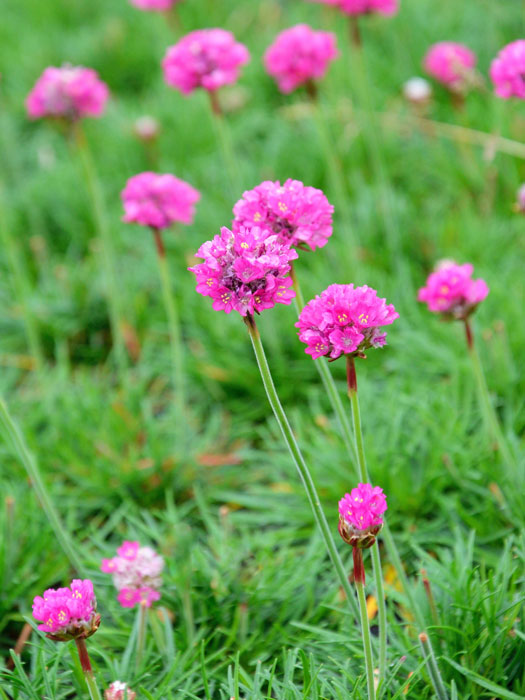 Armeria maritima 'Düsseldorfer Stolz' (M), Grasnelke, Strandgrasnelke