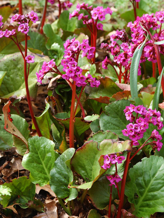 Blatt und Blüte der Bergenie 'Eroica'