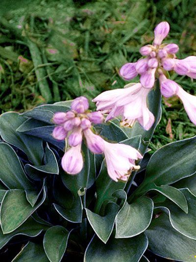 Hosta x hybrida 'Blue Mouse Ears', Blaue Zwerg-Funkie, Herzblatt-Lilie