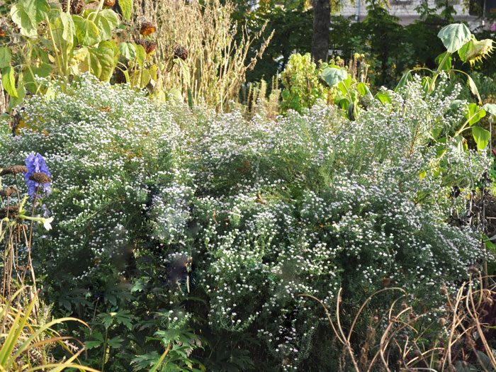 Aster ericoides 'Schneetanne', Myrtenaster, Garten-Erika-Aster