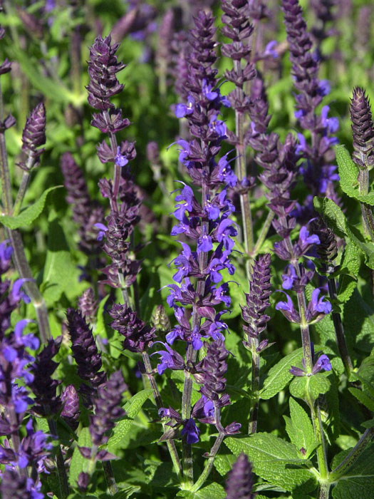 Salbei Blaukönigin Blütenkerzen