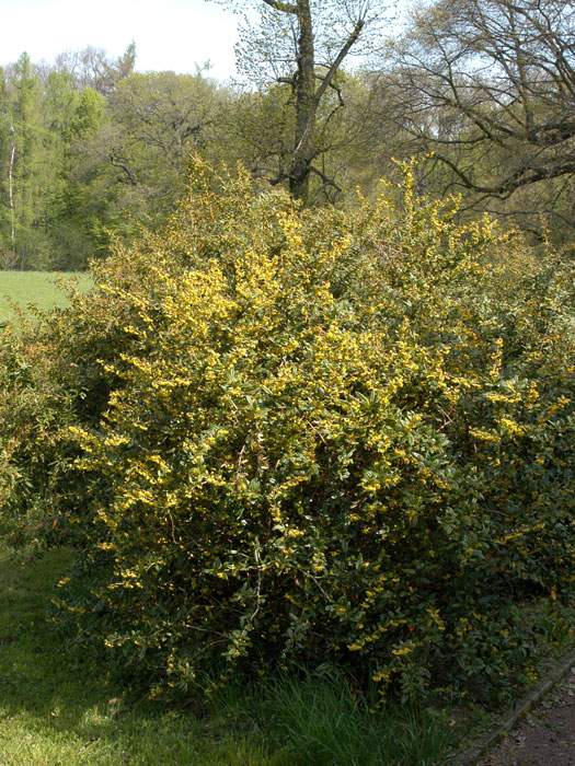 Berberis julianae, Immergrüne großblättrige Berberitze