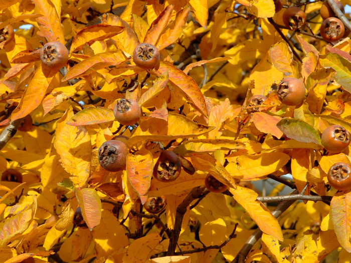 Mespilus germanica, Mispel