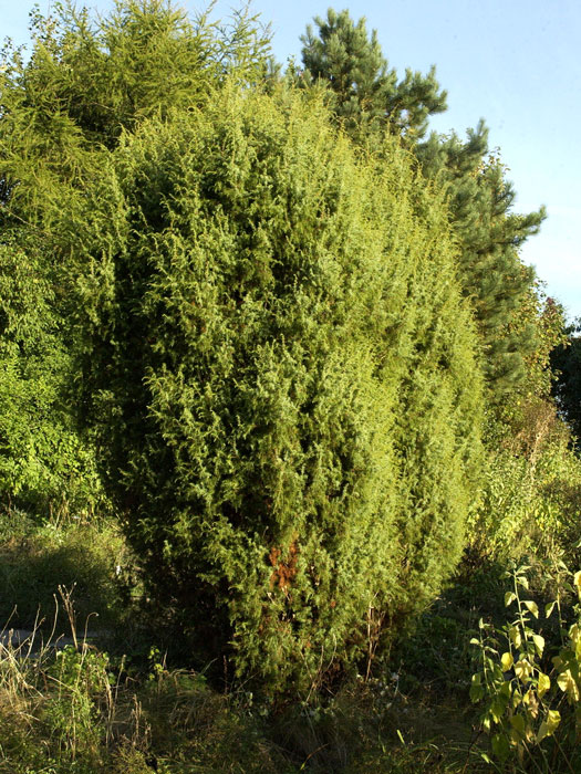 Juniperus communis, Gemeiner Wacholder