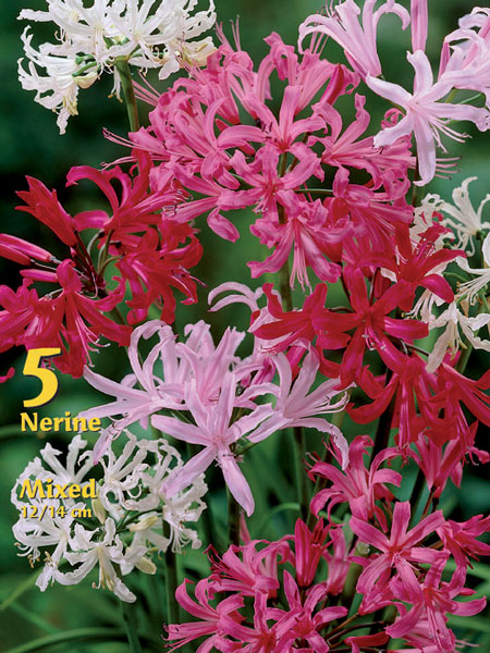 Guernsey-Lilien-Prachtmischung, Nerine bowdenii (Art.Nr. 522400)