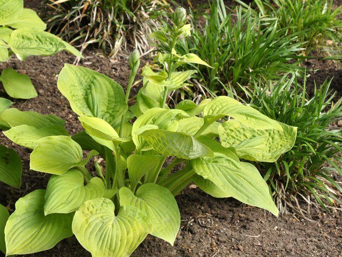 Hosta sieboldiana 'August Moon', Goldblatt-Funkie, Herzblatt-Lilie