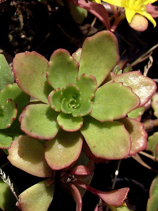 Sedum hybridum 'Immergrünchen'  (M), Mauerpfeffer, Mongolen-Fettblatt, Steinbrech