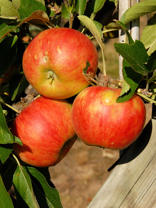 Der Apfel 'Elstar'