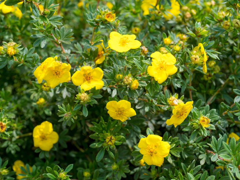 Potentilla fruticosa 'Goldteppich', Fingerstrauch