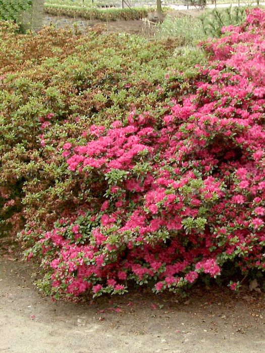 Rhododendron obtusum 'Rubinetta', wintergrüne japanische Gartenazalee