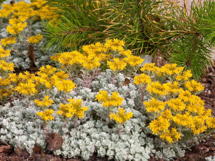 Sedum spathulifolium 'Cape Blanco', Silberspatel-Fettblatt, spatelblättriges Garten-Fettblatt