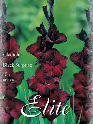 Großblumige Gladiole 'Black Surprise', Gladiolus (Art.Nr. 521244)