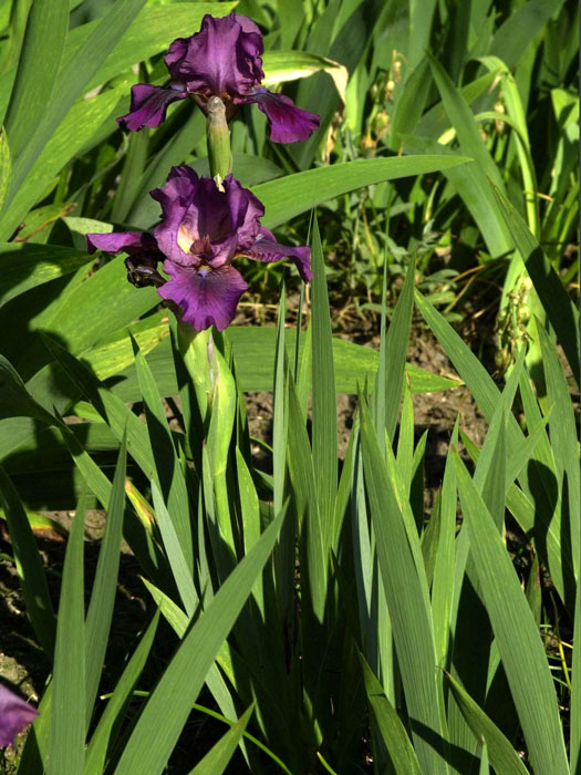 Iris x barbata-nana 'Atroviolacea', Zwerg-Bartiris, Zwerg-Schwertlilie