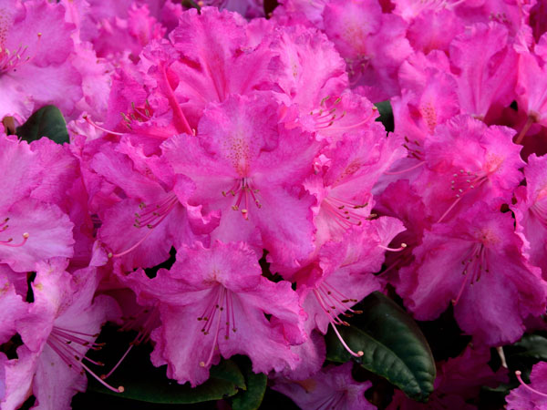 Rhododendron 'Anastasia'