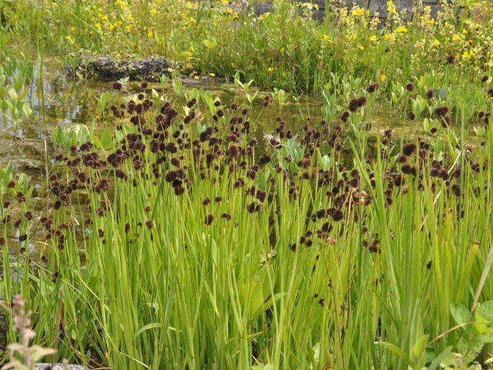 Juncus ensifolius, schwertblättrige Binse