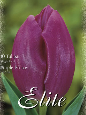 Einfache frühe Tulpe 'Purple Prince' (Art.Nr. 595116)