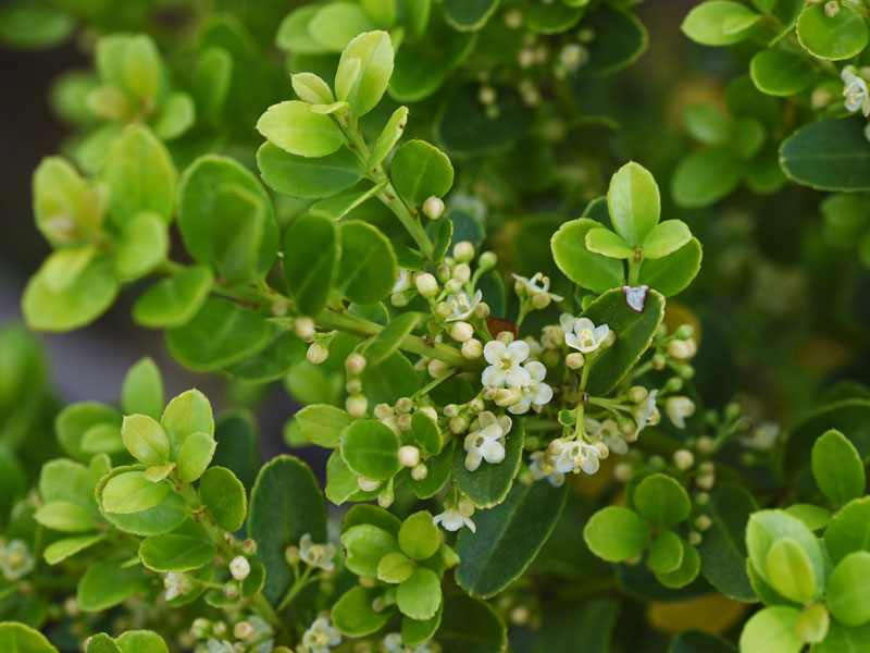 Ilex crenata 'Glorie Dwarf', Berg-Ilex