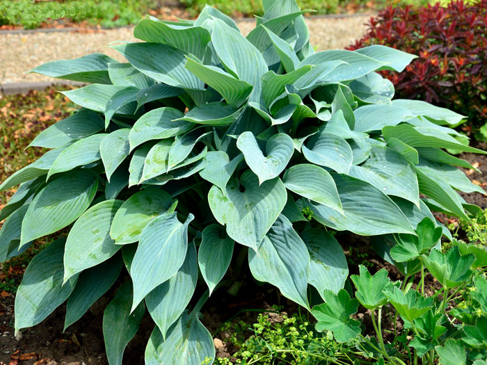 Hosta x tardiflora 'Halcyon', Blaublatt-Funkie, Herzblatt-Lilie