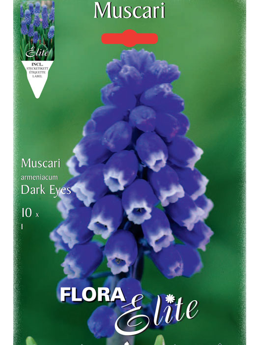 Traubenhyazinthe 'Dark Eyes', Muscari aucheri (Art.Nr. 597176)