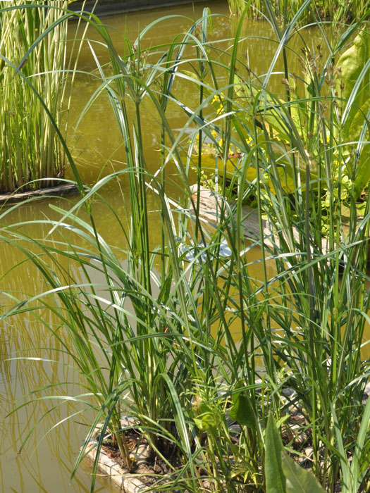 Cyperus longus, Hohes Zyperngras