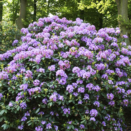 Rhododendron