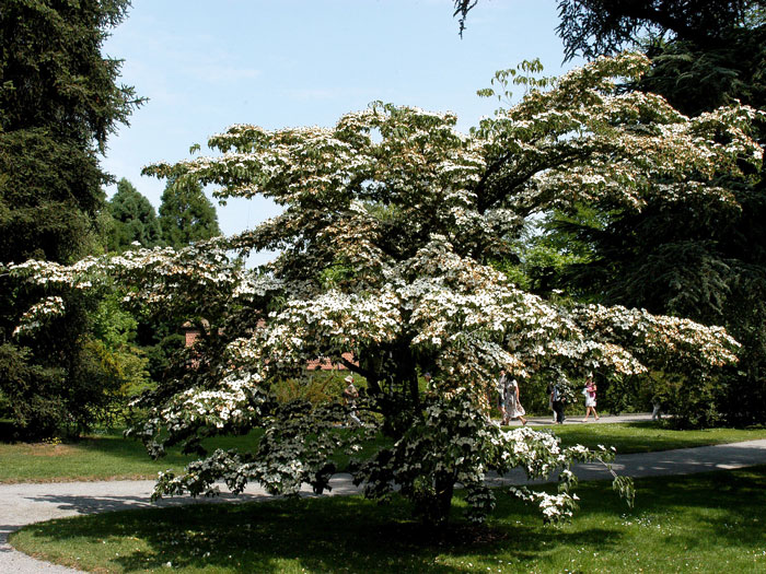 Wuchsform des Japanischen Blumenhartriegels