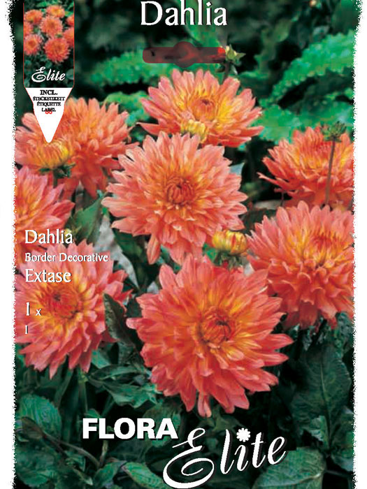 Beet-Dahlie 'Extase', Dahlia (Art.Nr. 520382)