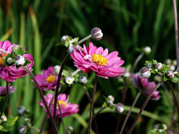 Die Herbstanemone 'Pamina' in voller Blüte