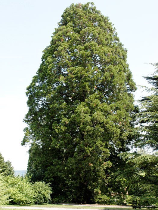 Sequoiadendron giganteum Solitärbaum