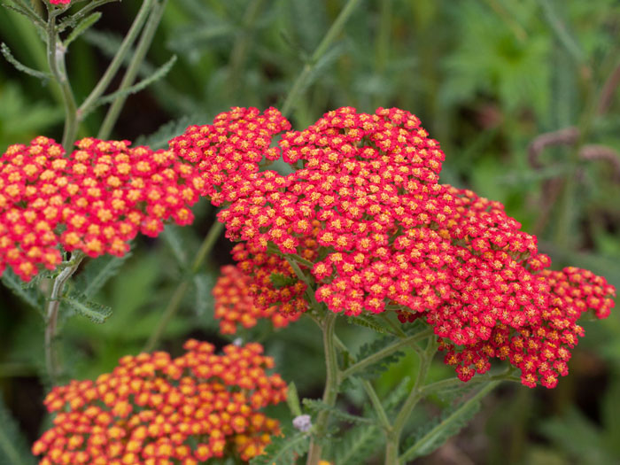 Achillea filipendulina 'Feuerland', Schafgarbe 'Feuerland', rote Goldquirl-Garbe